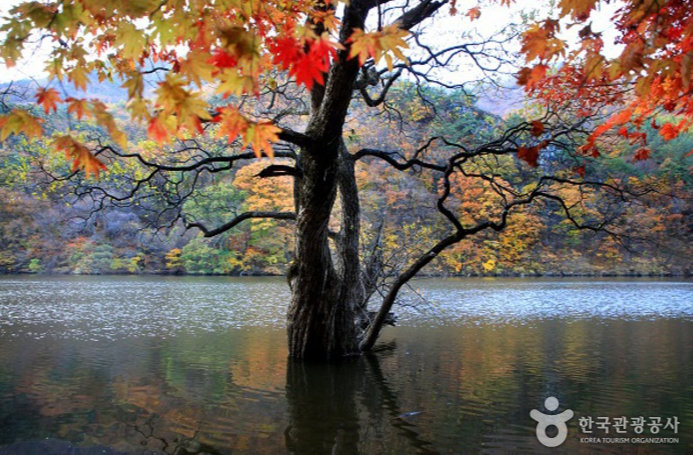 캔디여행사[부산출발]청송 주왕산+주산지단풍 당일여행