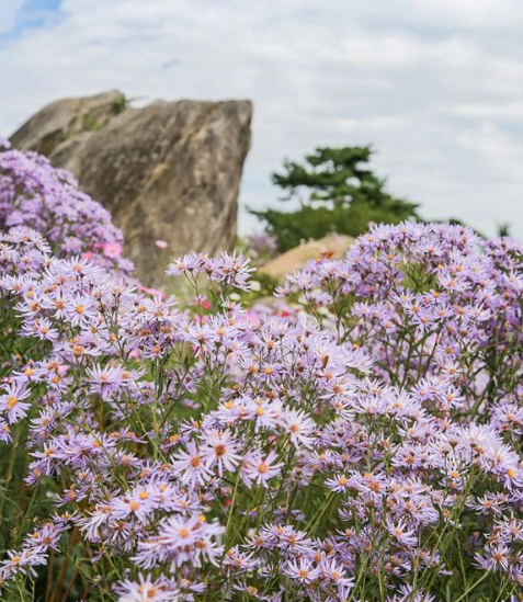 캔디여행사[부산출발]문경 봉천사 개미취꽃축제+봉명산 출렁다리 당일여행