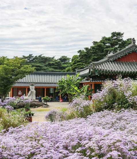 캔디여행사[부산출발]문경 봉천사 개미취꽃축제+봉명산 출렁다리 당일여행