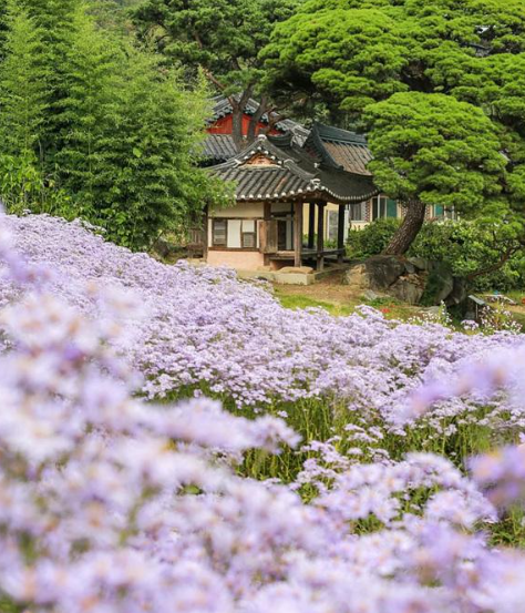 캔디여행사[부산출발]문경 봉천사 개미취꽃축제+봉명산 출렁다리 당일여행
