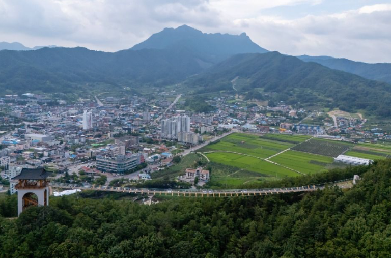 캔디여행사[부산출발]문경 봉천사 개미취꽃축제+봉명산 출렁다리 당일여행