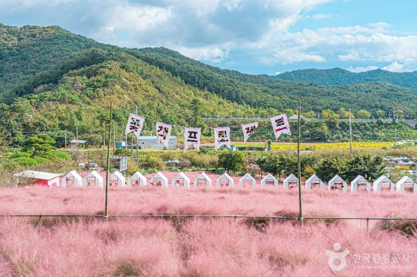 캔디여행사[부산출발]고창 핑크뮬리축제+선운사 단풍 당일여행