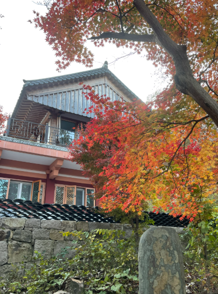 캔디여행사[부산출발]고창 핑크뮬리축제+선운사 단풍 당일여행