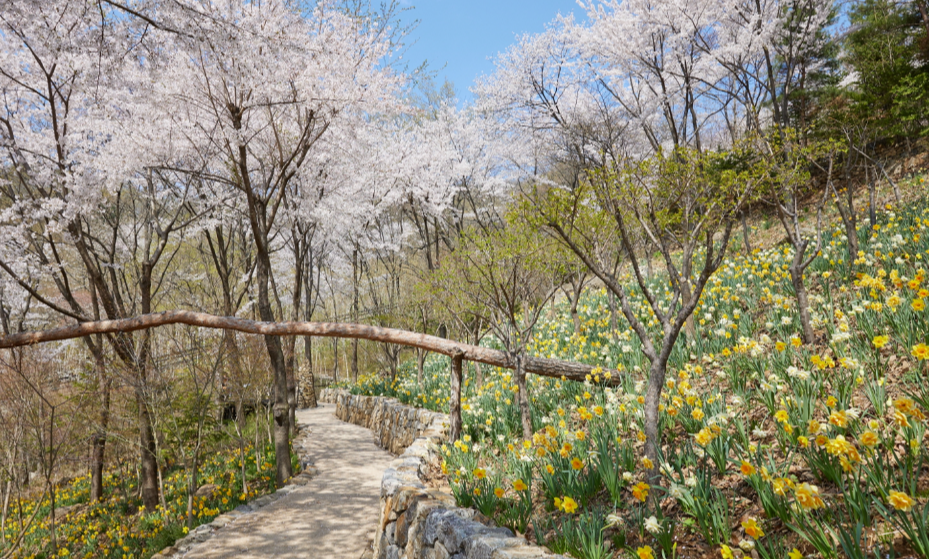 캔디여행사[부산출발]곤지암 화담숲 단풍 당일버스여행