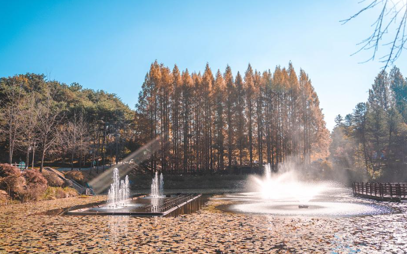캔디여행사[부산출발]청주 청남대 단풍&국화 당일버스여행