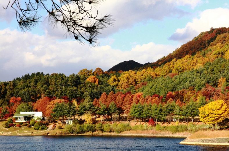 캔디여행사[부산출발]청주 청남대 단풍&국화 당일버스여행