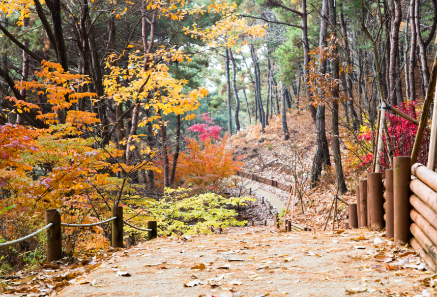 캔디여행사[부산출발]청주 청남대 단풍&국화 당일버스여행