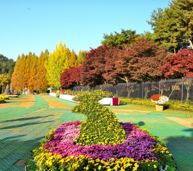 캔디여행사[부산출발]청주 청남대 단풍&국화 당일버스여행