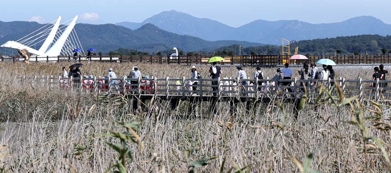 캔디여행사[부산출발]강진만 춤추는 갈대축제+가우도출렁다리 당일버스여행