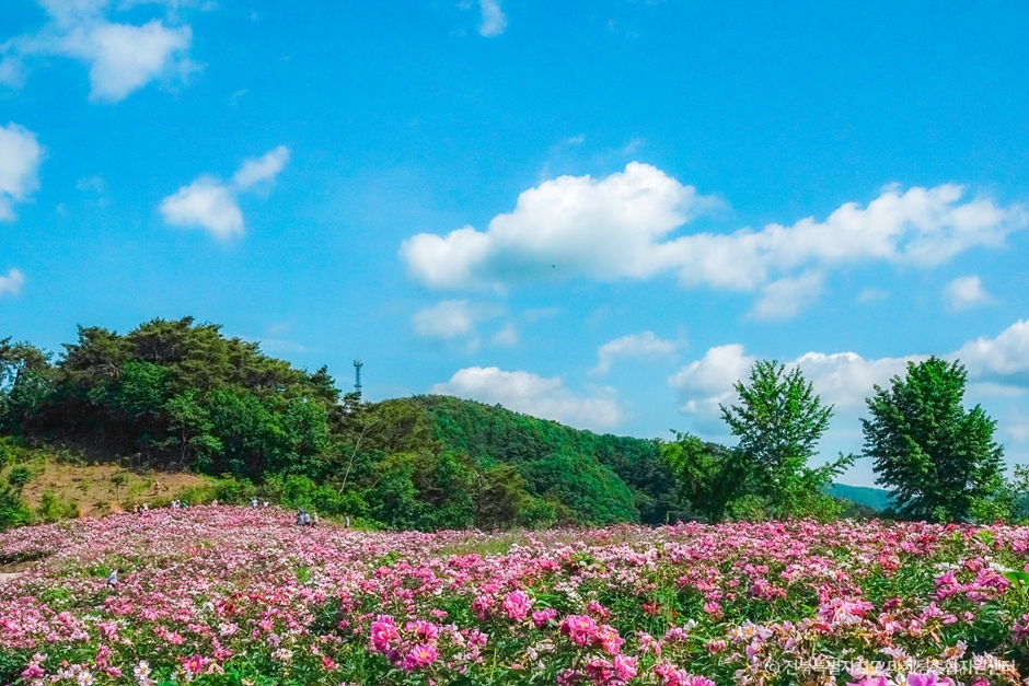 캔디여행사[부산출발]임실 옥정호출렁다리+붕어섬생태공원+치즈테마파크 당일여행