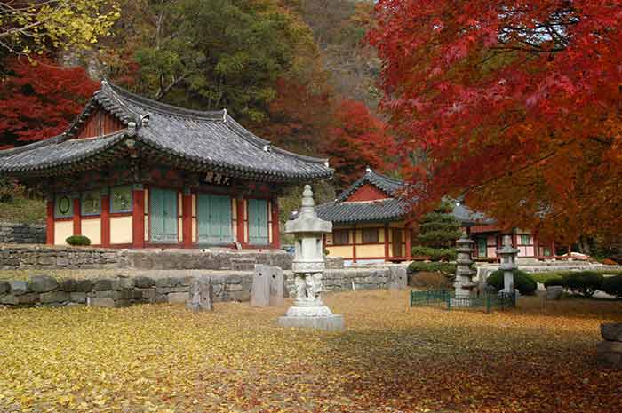 캔디여행사[부산출발]순창 강천산 단풍+채계산 출렁다리 당일패키지여행