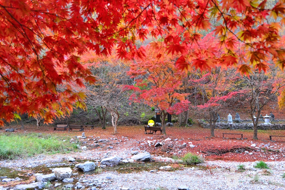 캔디여행사[부산출발]순창 강천산 단풍+채계산 출렁다리 당일패키지여행