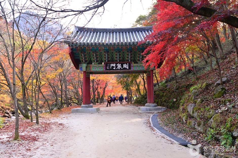 캔디여행사[부산출발]순창 강천산 단풍+채계산 출렁다리 당일패키지여행