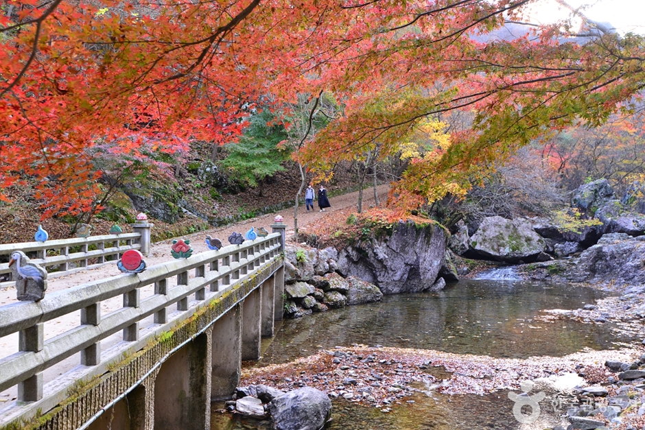 캔디여행사[부산출발]순창 강천산 단풍+채계산 출렁다리 당일패키지여행