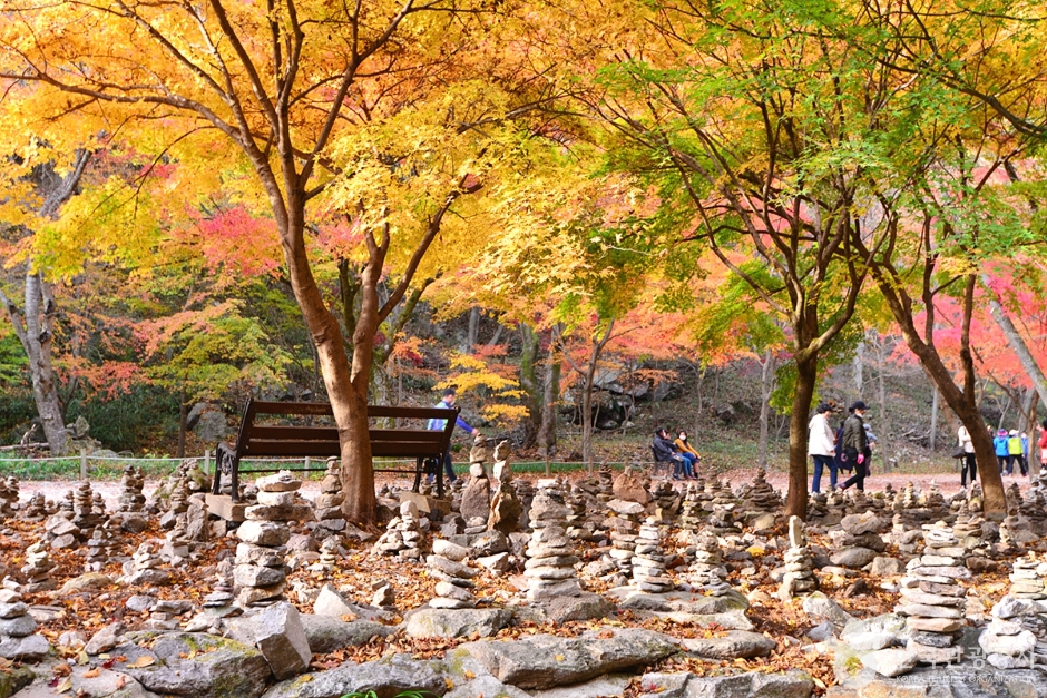 캔디여행사[부산출발]순창 강천산 단풍+채계산 출렁다리 당일패키지여행