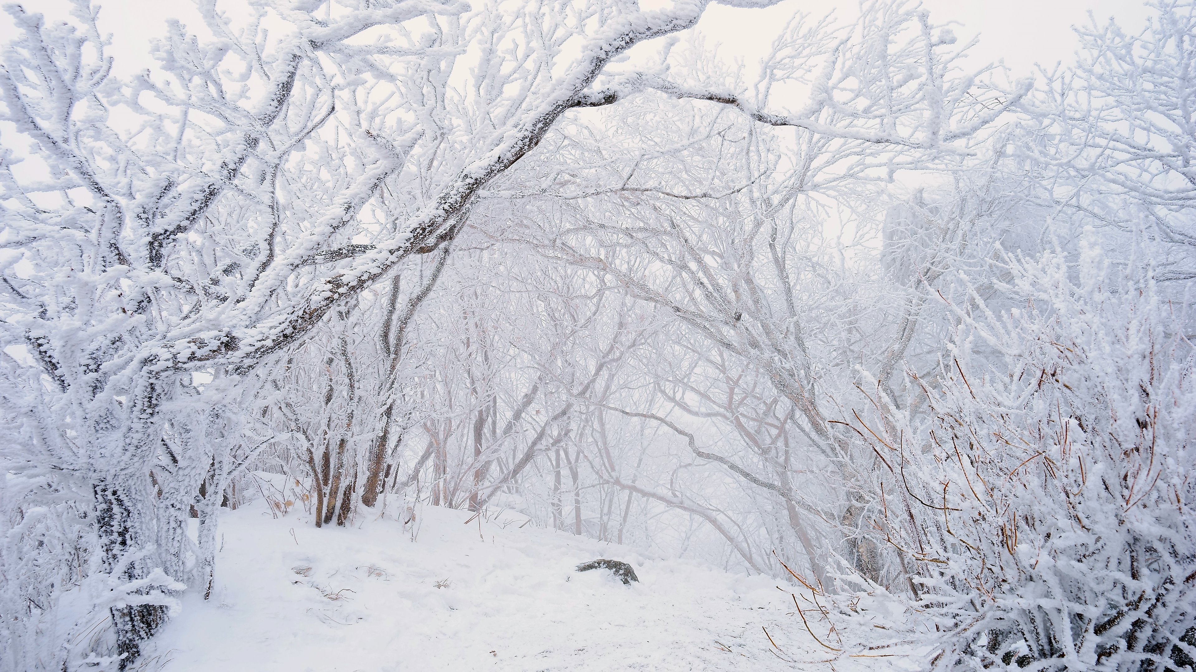 캔디여행사[부산출발]무주 덕유산 곤돌라 탑승 눈꽃투어 겨울패키지 당일여행